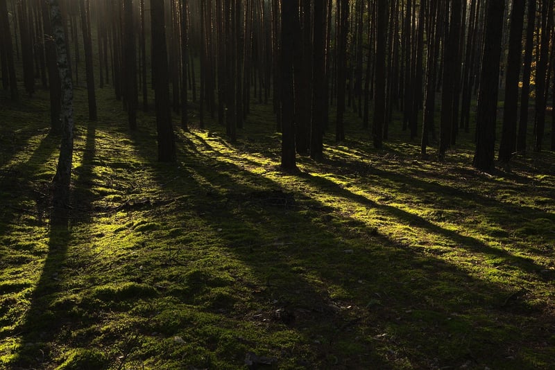 Tranquil Forest Glade